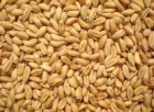 安徽阜阳特产 优质强筋小麦