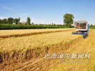 内蒙古乌海特产 河套小麦