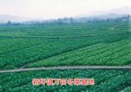 广西钦州特产 灵山县冬种蔬菜