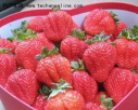 河北特产 李庄草莓