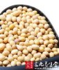 晋城泽州特产 黄豆