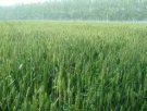 河南新乡特产 新乡优质小麦