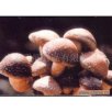 龙岩漳平特产 龙岩香菇
