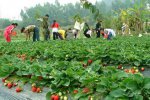 安徽合肥特产 长丰草莓