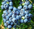 吉林白山特产 长白山蓝莓