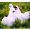 湖北十堰特产 白羽乌鸡