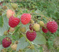 黑龙江哈尔滨特产 尚志红树莓
