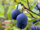 黑龙江大兴安岭特产 野生蓝莓