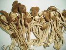 江西赣州特产 中华神菇-- 茶树菇