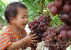 广西桂林特产 兴安葡萄