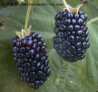 江苏南京特产 白马黑莓