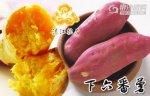 广东湛江特产 下六番薯