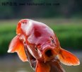 江西上饶特产 荷包红鲤鱼