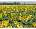 巴彦淖尔磴口特产 河套向日葵
