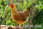 广西钦州特产 灵山香鸡
