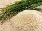 广西来宾特产 象州优质米