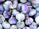 青海海东特产 乐都紫皮大蒜