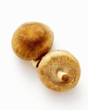 滴道蘑菇