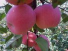 陕西铜川特产 耀州红富士苹果