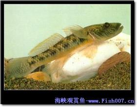 庐山石鱼