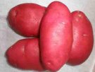 西藏山南特产 昌果红土豆