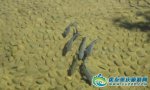 重庆巫溪特产 巫溪洋鱼