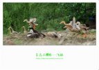 贵州特产 三穗鸭