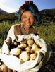 西藏日喀则特产 艾玛土豆