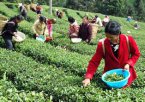 广西来宾特产 凤凰绿茶