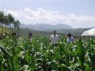 青海海东特产 海东地区特早熟玉米