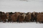 新疆塔城特产 裕民巴什拜羊