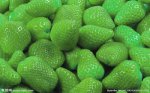 江苏南京特产 绿色草莓