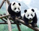 四川阿坝特产 大熊猫