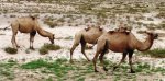 新疆哈密特产 双峰野骆驼