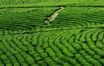 贵州黔西南特产 晴隆绿茶