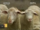 天津河北区特产 白头萨福克羊