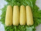 黑龙江绥化特产 鲜食玉米