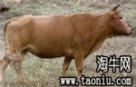 阿坝汶川特产 三江黄牛