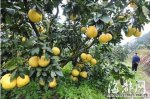 惠州惠城特产 冷水坑沙田柚