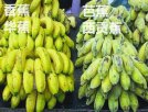 江门新会特产 香蕉、大蕉