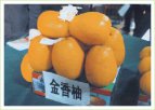 湖南特产 金香柚