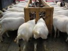 四川眉山特产 仁寿优质羊