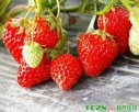 上海青浦特产 白鹤镇草莓
