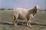 新疆阿拉尔特产 大尾羊