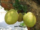 广西北海特产 涠洲木菠萝