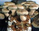 新疆塔城特产 野生阿魏蘑菇