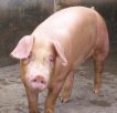 四川宜宾特产 瘦肉型猪