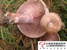 荆州松滋特产 松乳菇