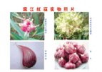 贵州黔东南特产 麻江红蒜
