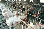 黄冈浠水特产 生猪养殖